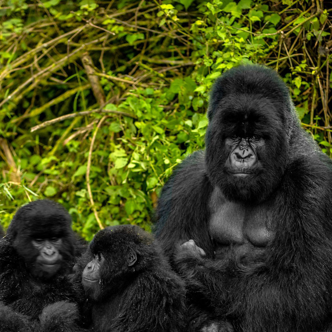 The Role of Tourism in Rwanda&rsquo;s Economy